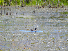 Gallinula galeata