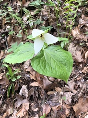 Trillium simile