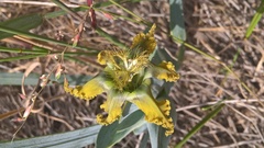 Ferraria divaricata