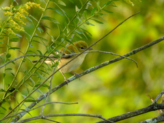 Setophaga castanea