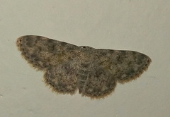 Scopula fibulata