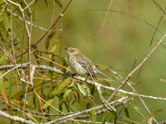 Setophaga coronata coronata