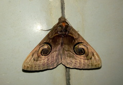 Spirama