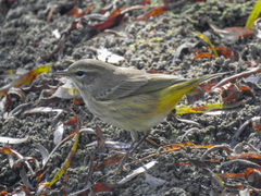 Setophaga palmarum palmarum