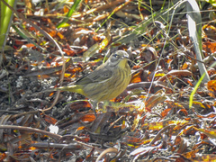 Setophaga palmarum palmarum