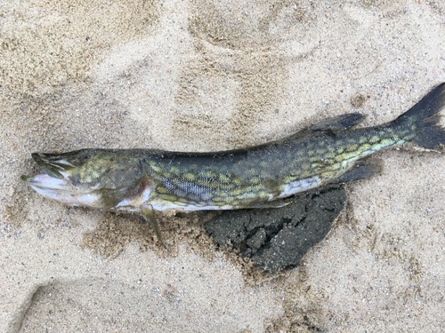 Chain pickerel (Esox niger) — Esocidae — 5