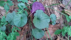 Packera coahuilensis