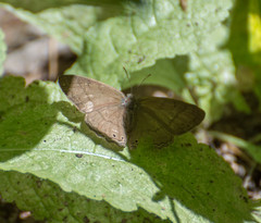 Paryphthimoides poltys