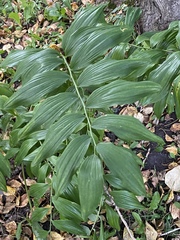 Polygonatum × hybridum
