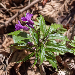 Cardamine glanduligera
