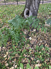 Polygonatum × hybridum