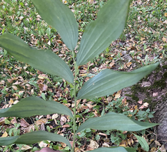 Polygonatum × hybridum
