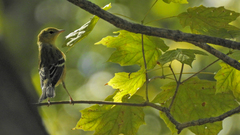 Setophaga castanea
