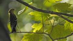 Setophaga castanea