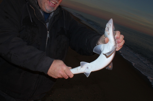 Mustelus canis