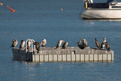 Phalacrocorax punctatus punctatus