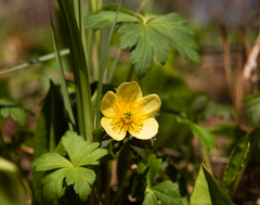 Trollius laxus laxus