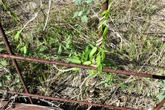 Metastelma barbigerum