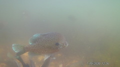 Lepomis gibbosus × macrochirus