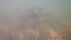 Lepomis gibbosus × macrochirus