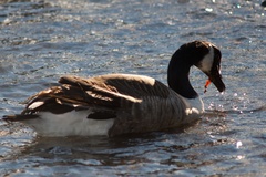 Branta canadensis maxima