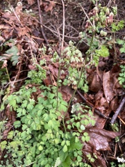 Thalictrum fendleri polycarpum