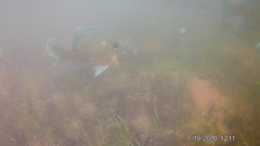 Lepomis gibbosus × macrochirus