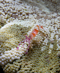 Ancylomenes luteomaculatus