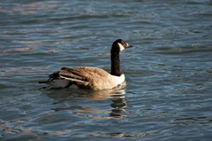 Branta canadensis maxima