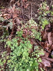 Thalictrum fendleri polycarpum