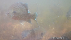 Lepomis gibbosus × macrochirus