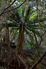 Encephalartos altensteinii