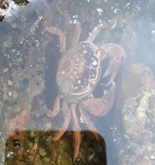 Cyclograpsus punctatus