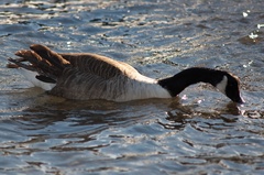 Branta canadensis maxima