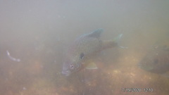 Lepomis gibbosus × macrochirus