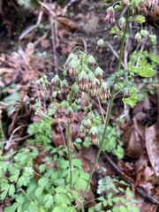 Thalictrum fendleri polycarpum