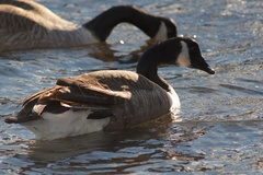 Branta canadensis maxima