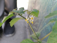 Solanum