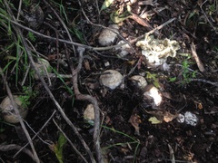 Ileodictyon cibarium