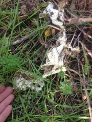 Ileodictyon cibarium