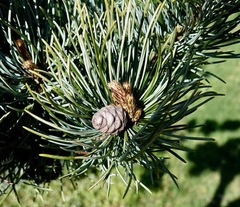 Pinus parviflora