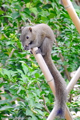 Callosciurus caniceps