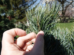 Pinus parviflora