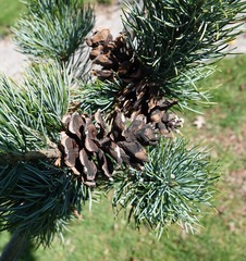 Pinus parviflora