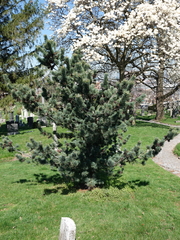 Pinus parviflora