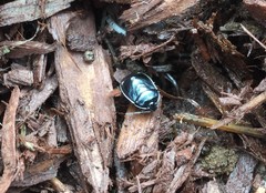 Sehirus cinctus albonotatus