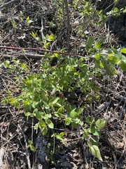 Sophoreae