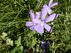 Viola cornuta