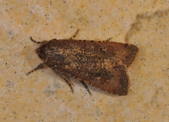 Peridroma saucia