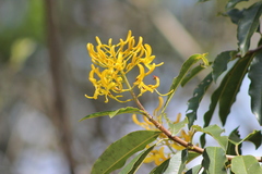 Vochysia magnifica
